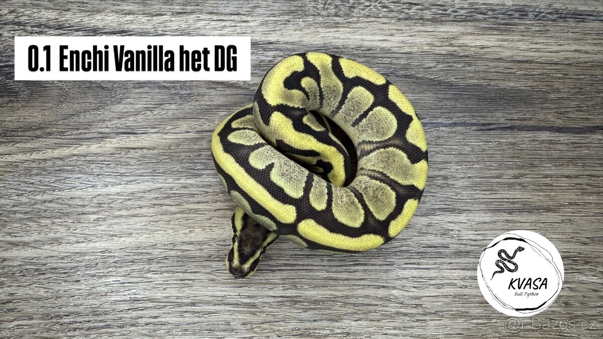 Krajta královská 🐍 - 2