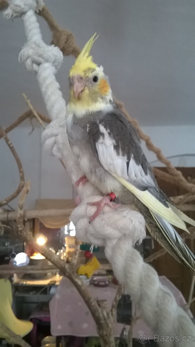 KORELA RUCNE DOKRMENA UCENA NA KSIRKY kluk - 2