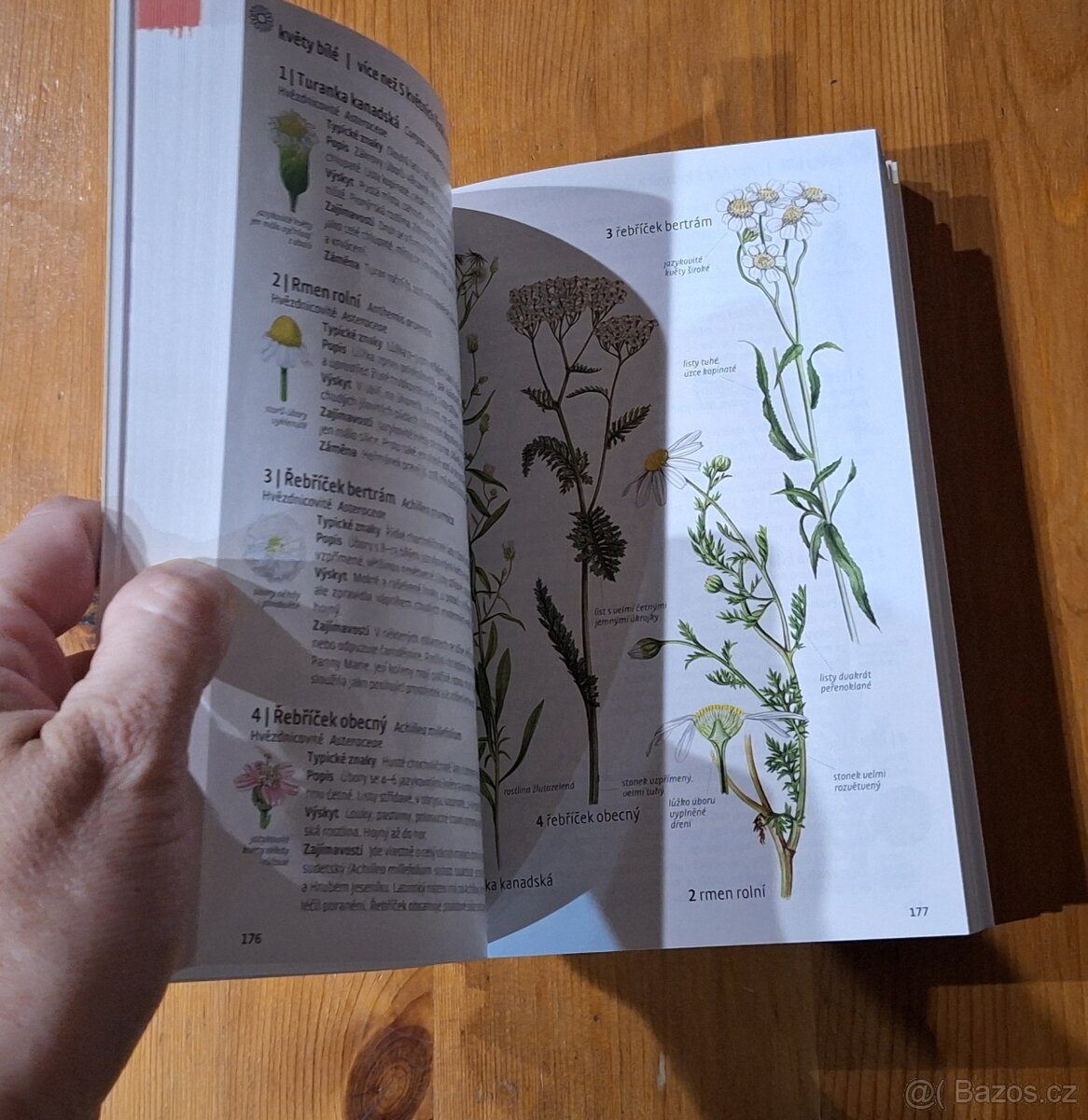 Knížka herbář. Co tu kvete? - 2