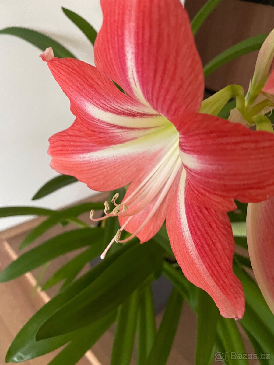 Klívie nebolí hvezdnik - 2