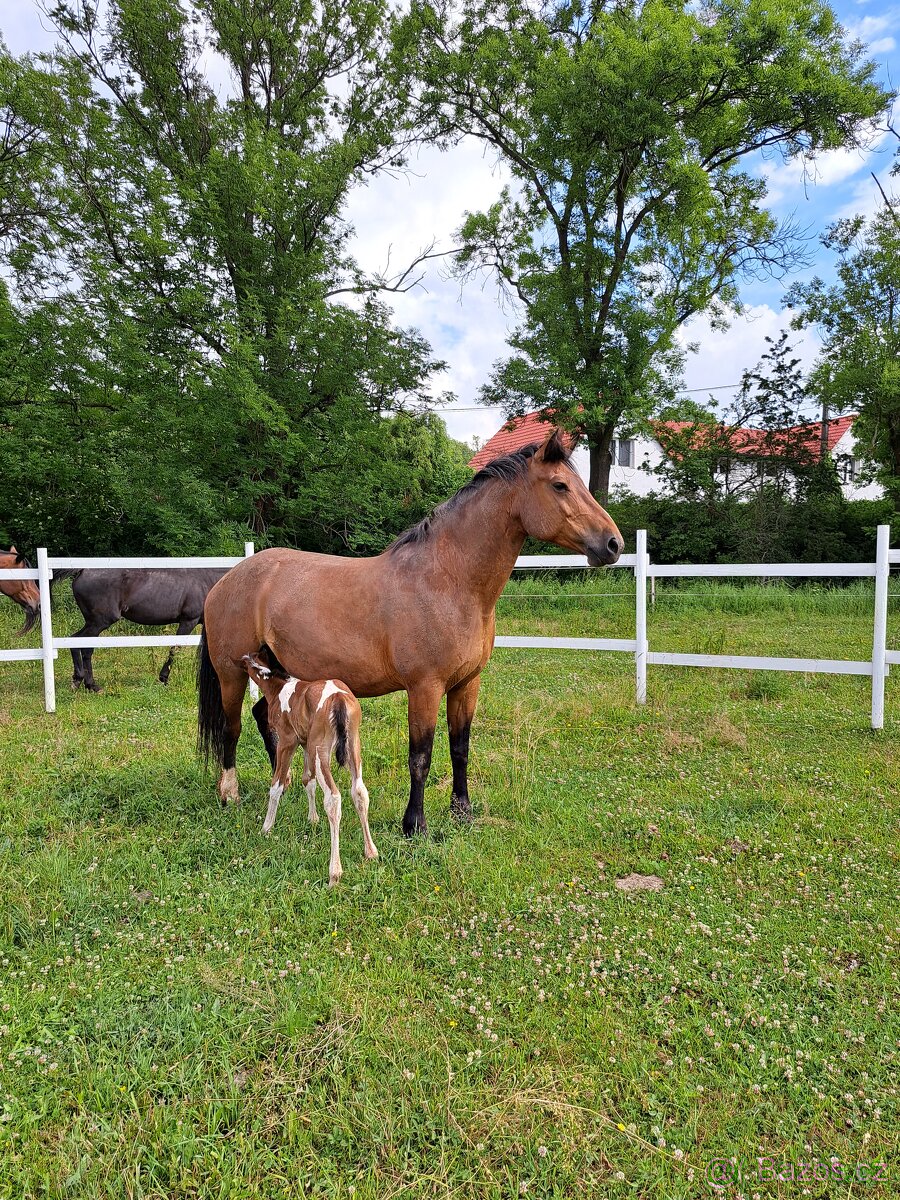 Teplokrevna kobyla - 2