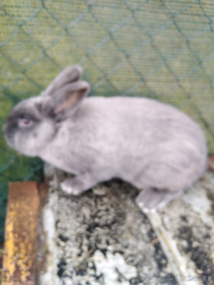 Prodám samici kuní velký modrý - 2