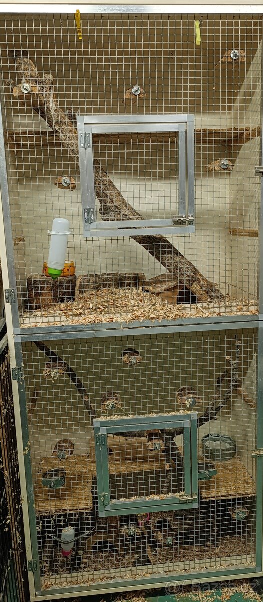 Osmák degu s voliérou - 2