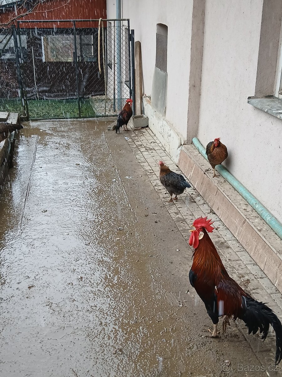 NV. Vlašky koroptví - 2