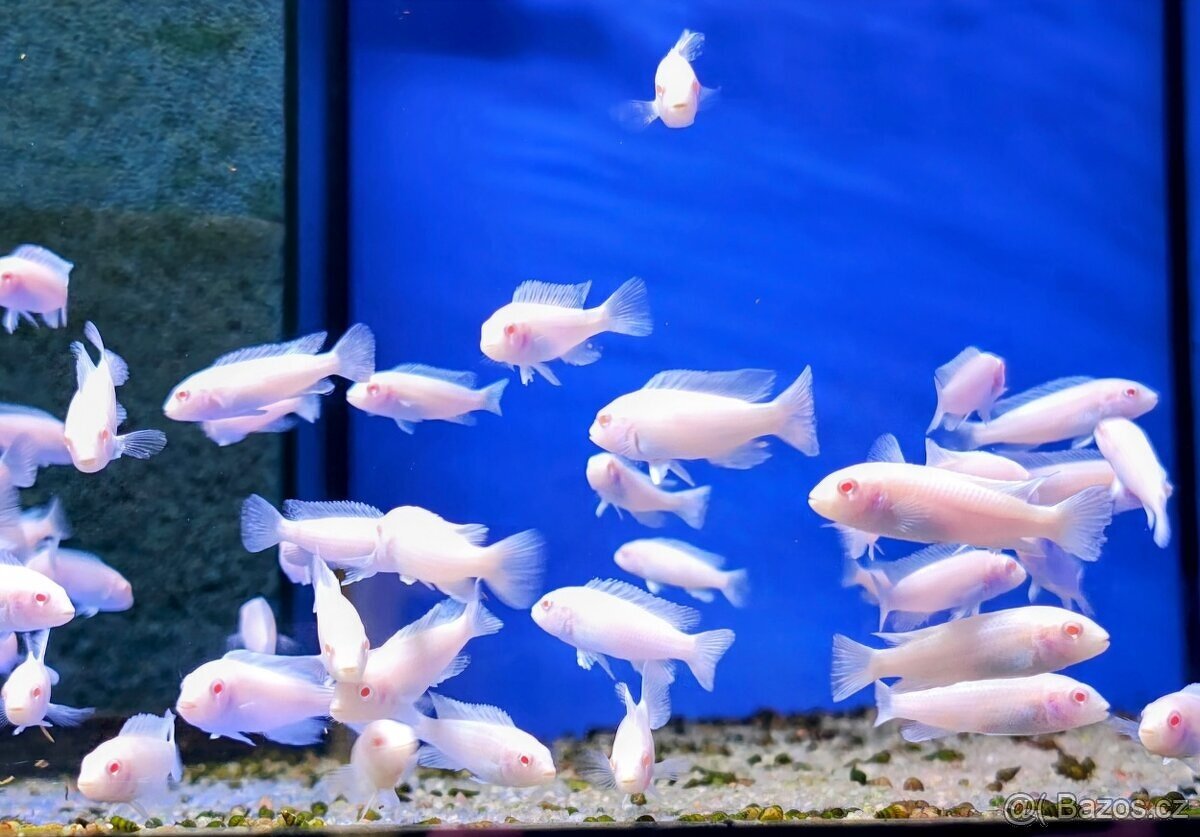 Malawi... Pseudotropheus socolofi "Snow White" albino - 2