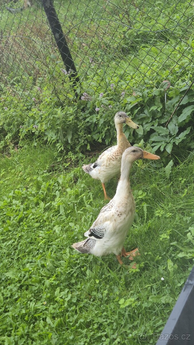 Indický běžec - 2