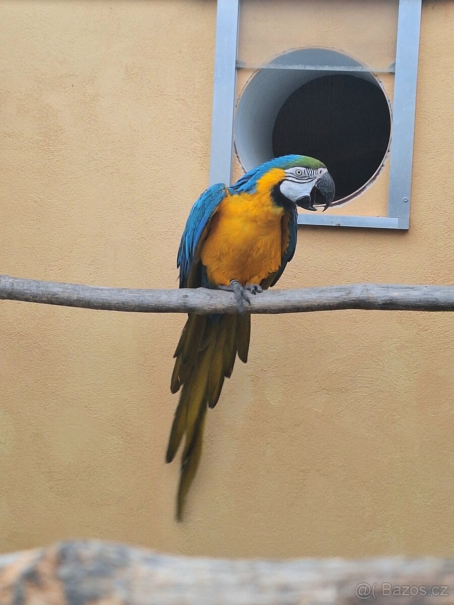 Ara Ararauna 1.0 - 2