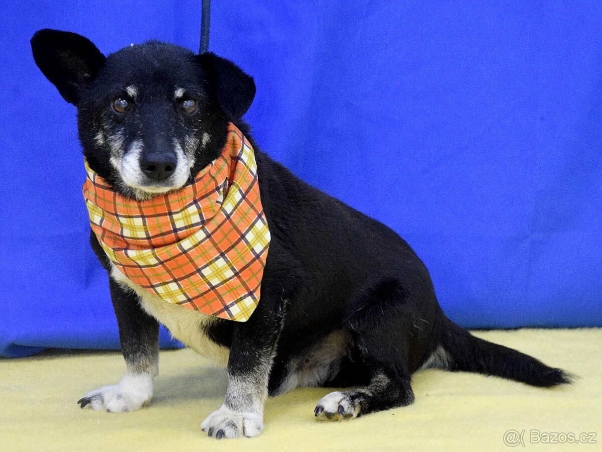 Leoš hledá domov - 2