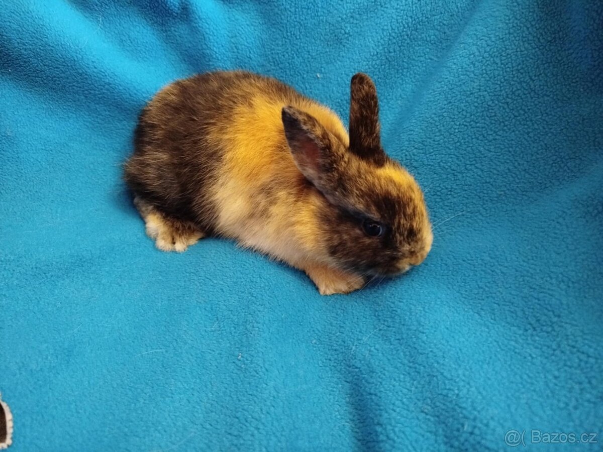 Nabízím zakrslé králíčky - 2