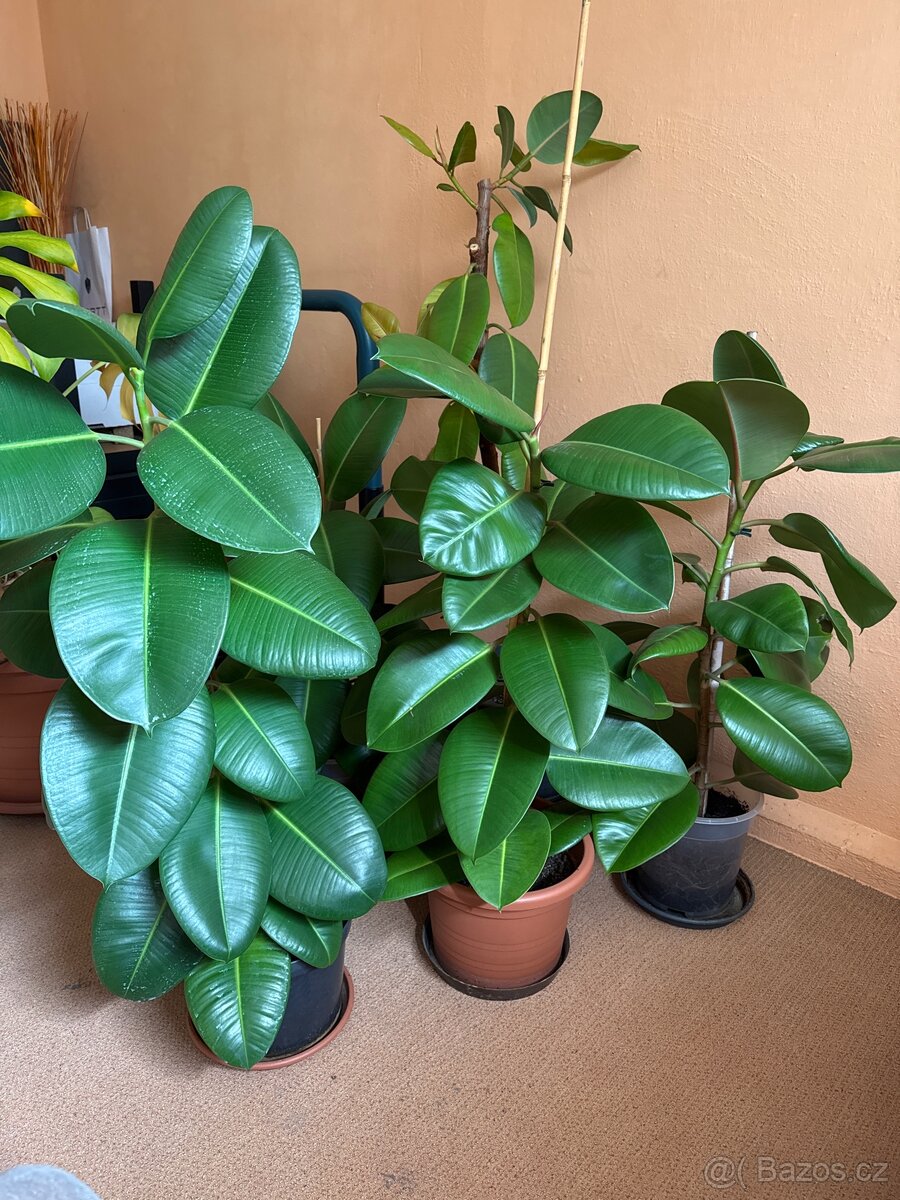 Fíkus elastica - 2