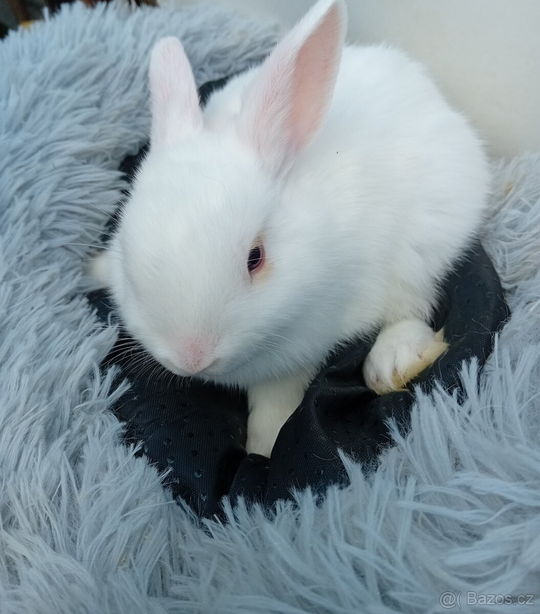 Zakrslý králíček I6 - 2