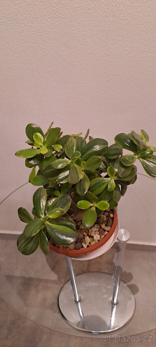 Crassula -Tlustice - 2