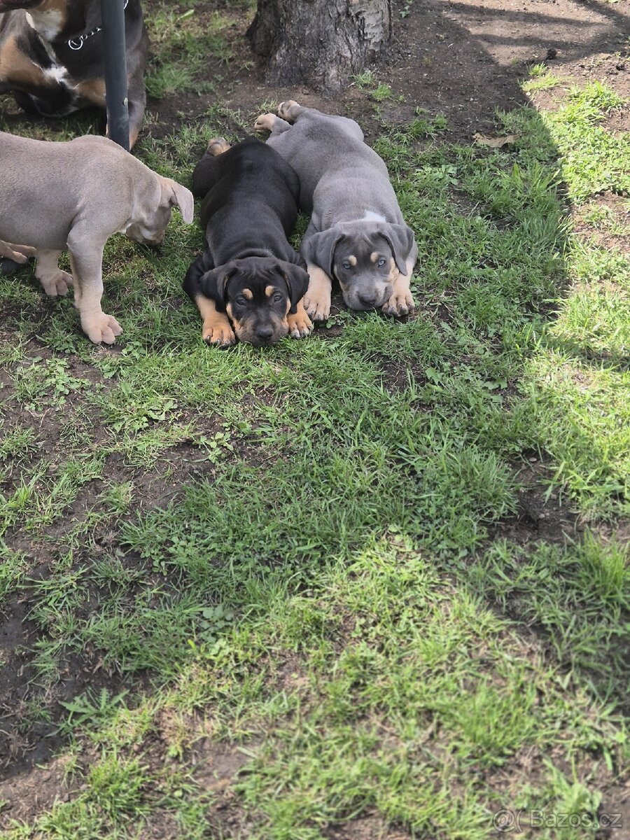American bully xl s PP - 2