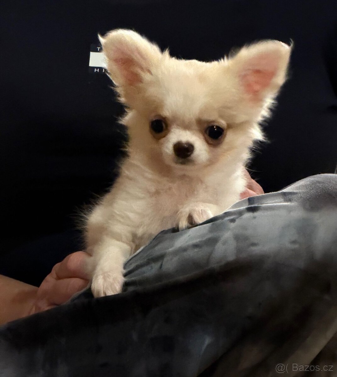 Čivava dlouhosrstá - 2