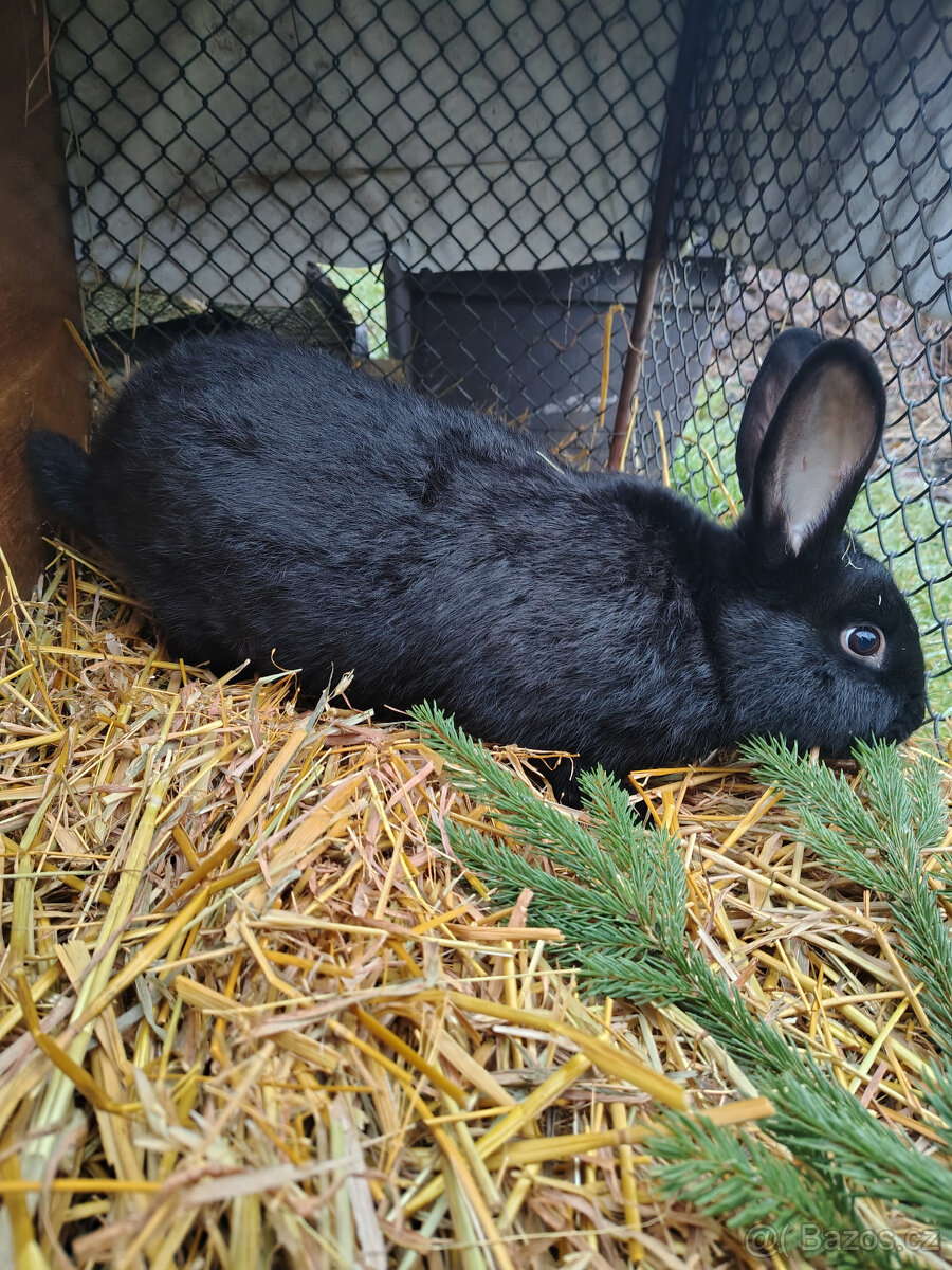 Králík - samec - 2