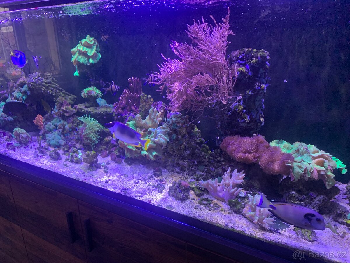 Mořské akvárium 1000l - 2