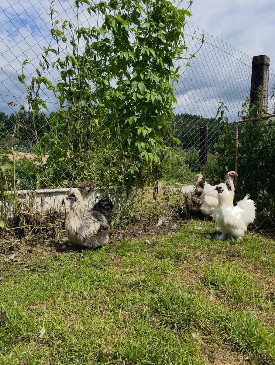 HEDVÁBNIČKY- kohouti - 2