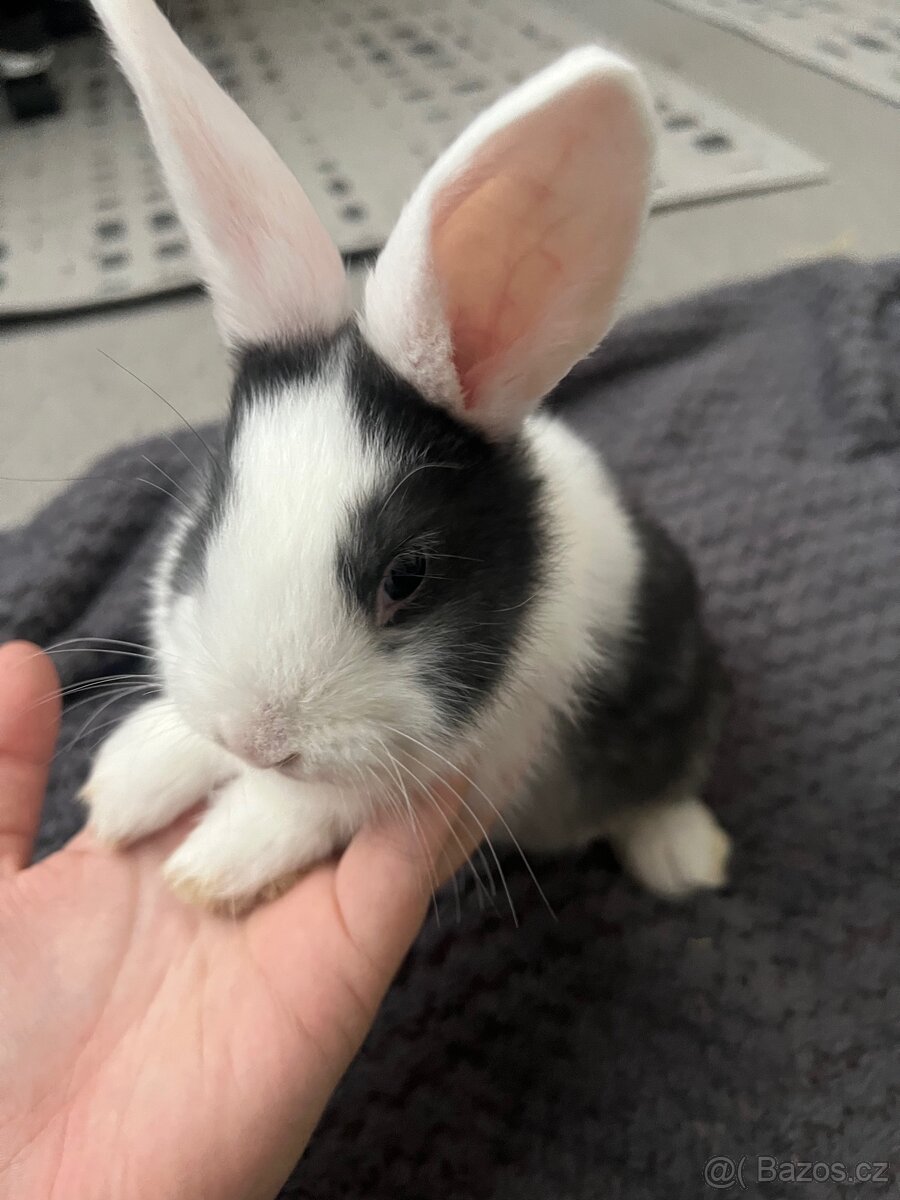 Zakrslý králíček - 2