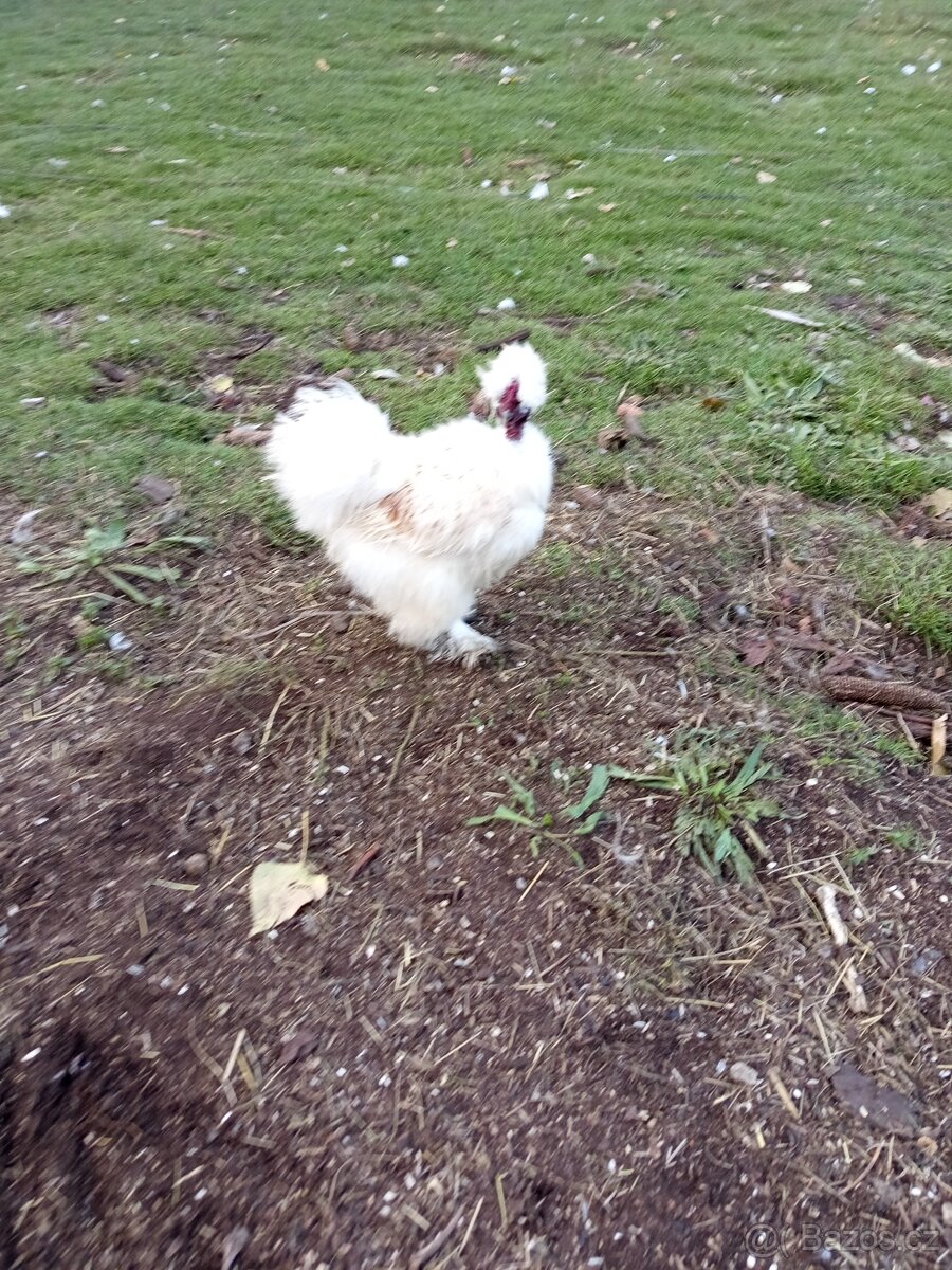 Kohout hedvabnicka - 2