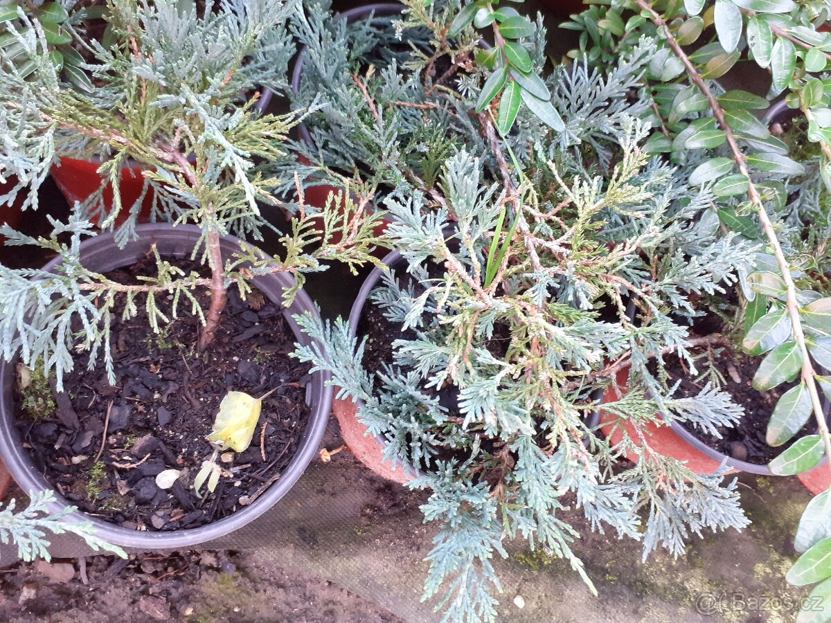 Plazivý jalovec - 2