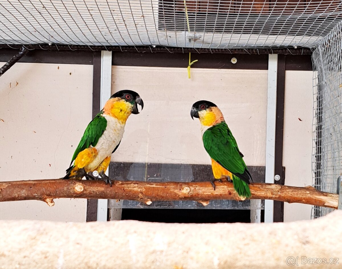 Amazónek černotemenný - 2