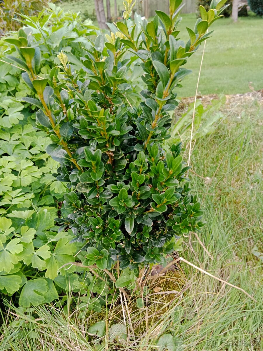 buxus - zimostráz - 2