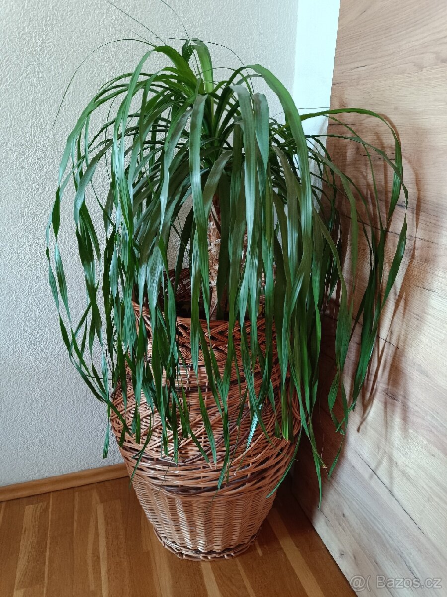 Proutěný prádelní koš / velký květináč - 2