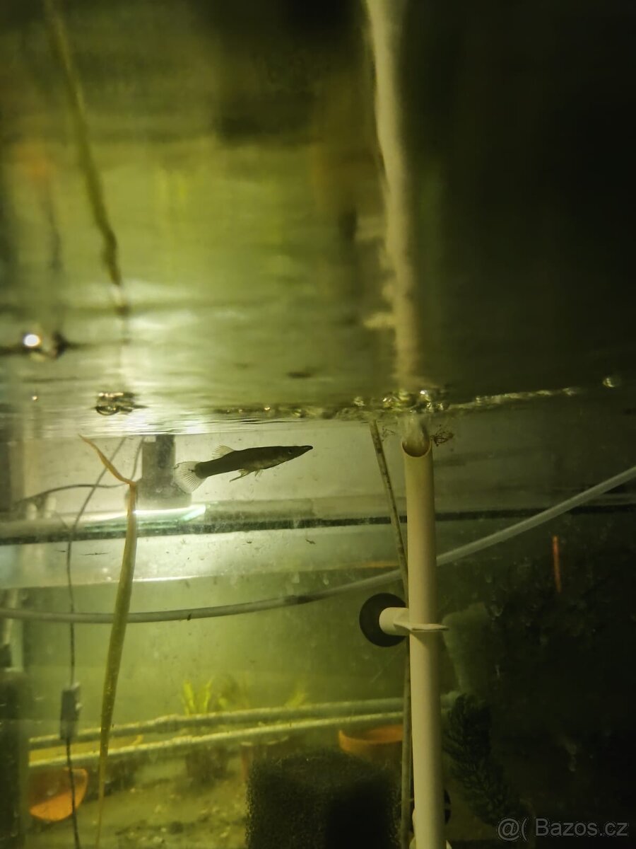 Štička živorodá (Belizanus) - 2