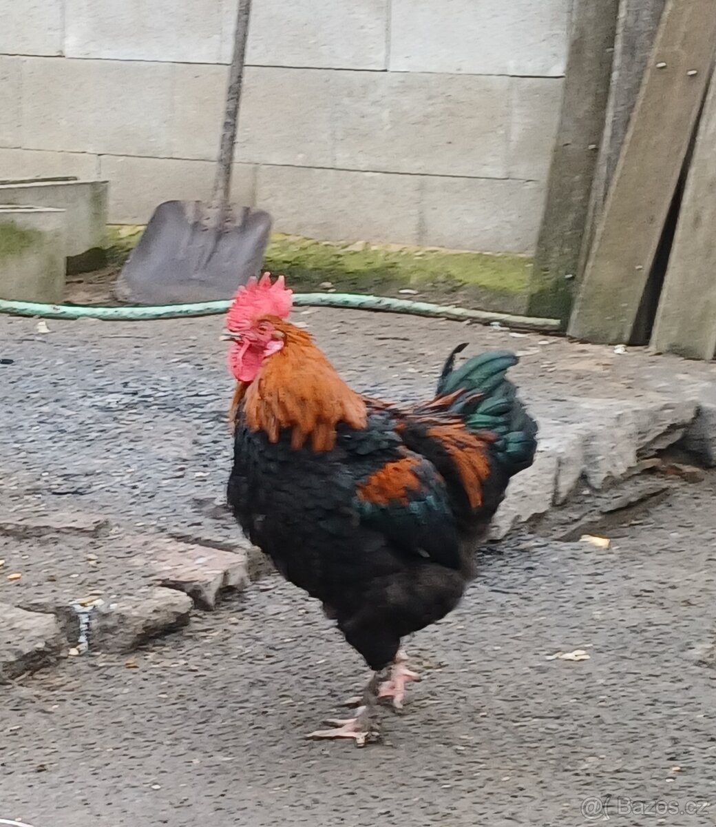 Kohout Maranska měděnokrká - 2