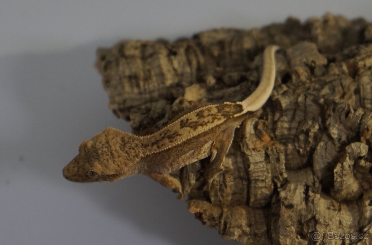 Pagekon řasnatý - 2