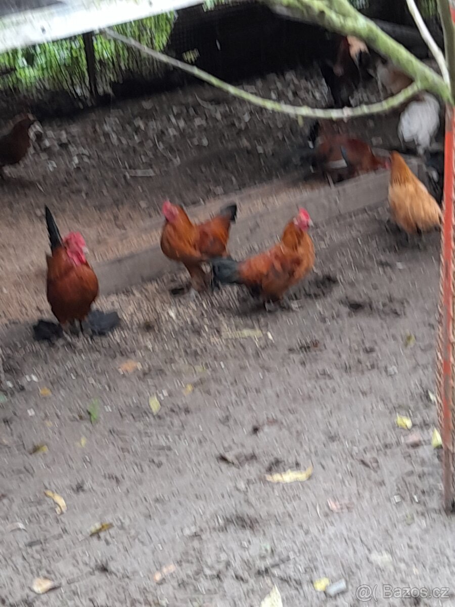 Kohoutky liliputka. - 2