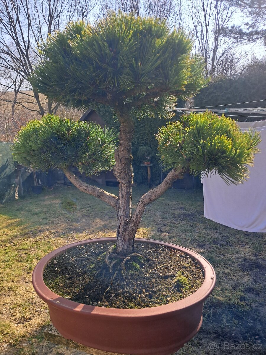 Bonsaj,bonsai Borovice - 2