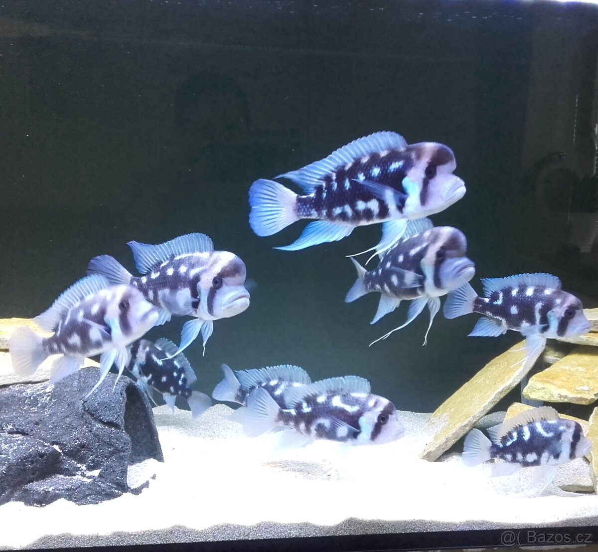 Odchovy Tanganyika - 2