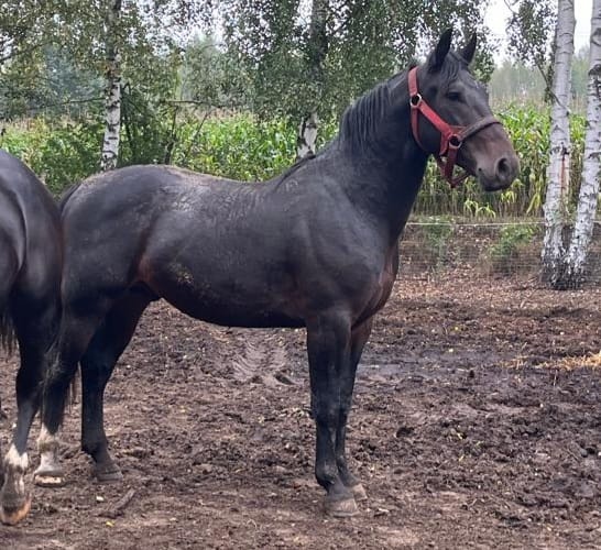 Slezský hřebec, 2,5 - 2