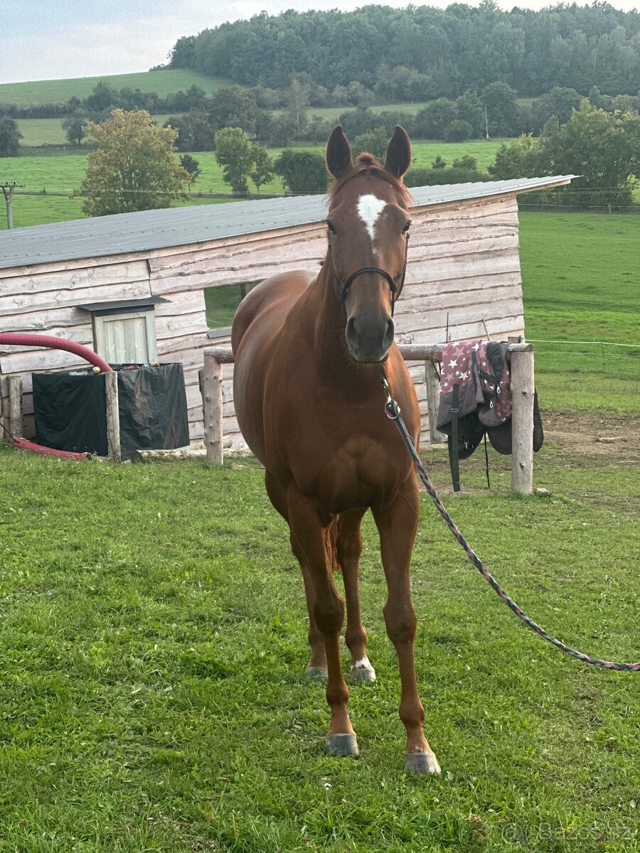 Tříletá charakterní klisna - 2