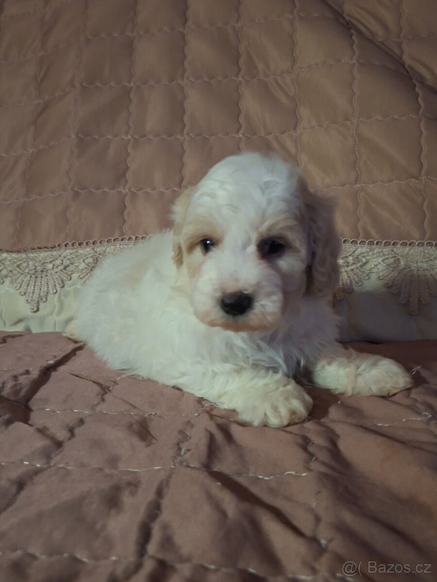 Maltipoo - 2