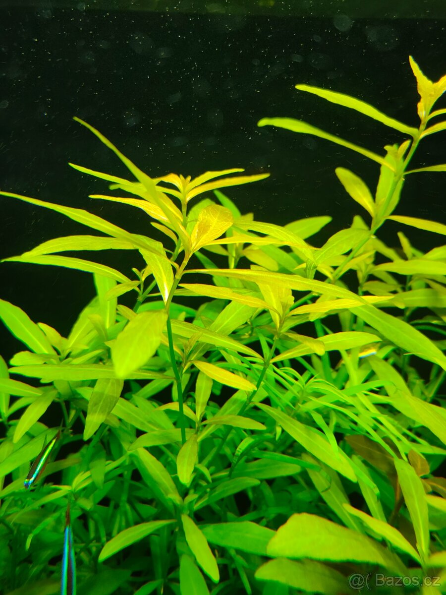 Prodám akvarijni rostliny Hydrophila polysperma - 2