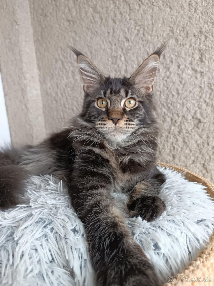 Mainská mývalí s PP - 2