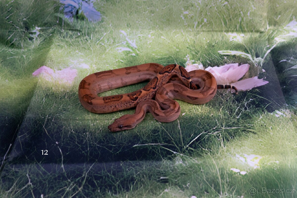 Hroznýš Královský BLOOD - 2