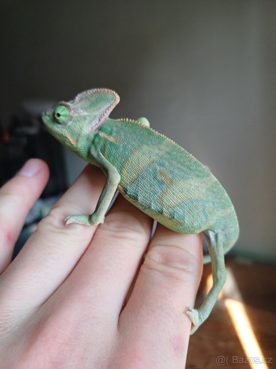Chameleon Jemenský - 2