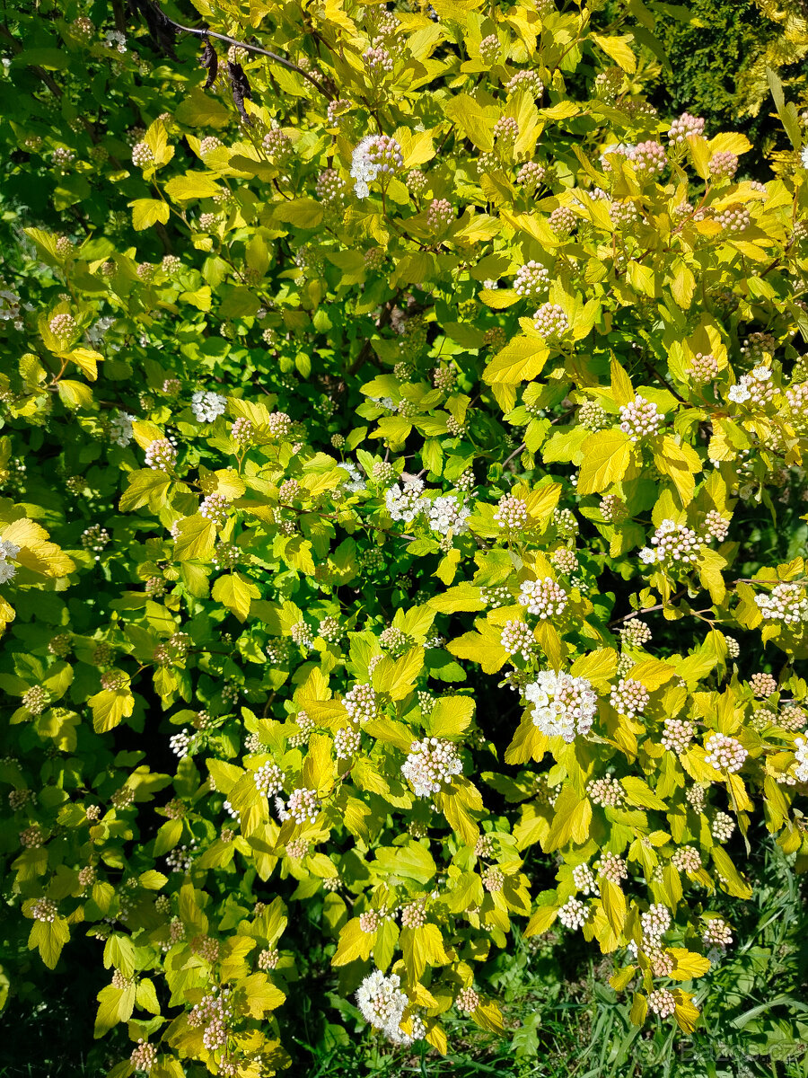 Prodám rostlinu Tavola Kalinolistá - 2