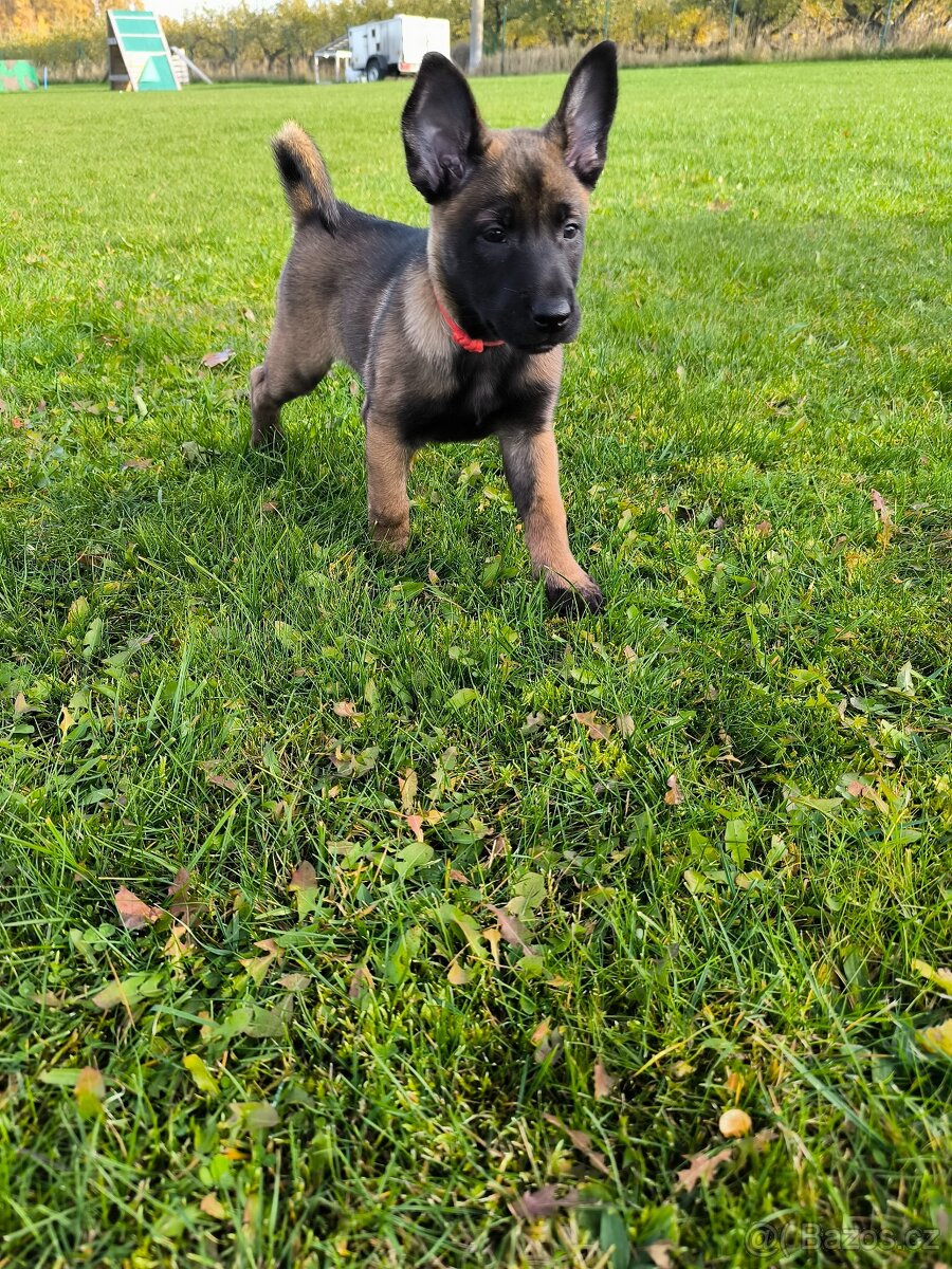 Belgický ovčák malinois s pp - 2