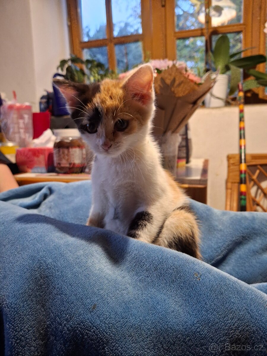 Daruji koťátka - 2