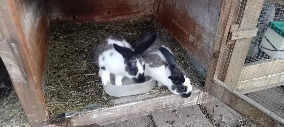 Králík kříženec - 2