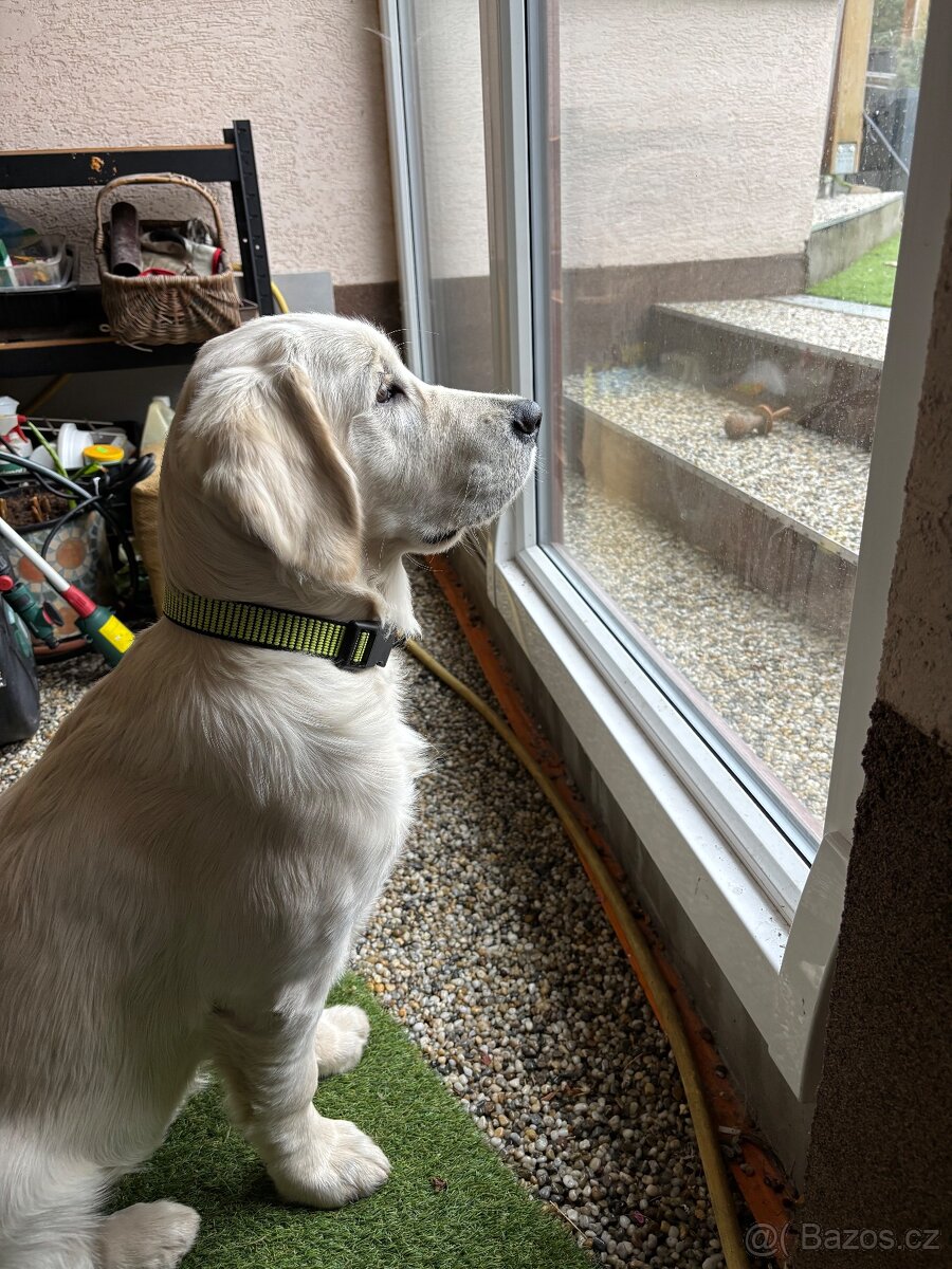 Zlatý retrívr s PP fenka - 2