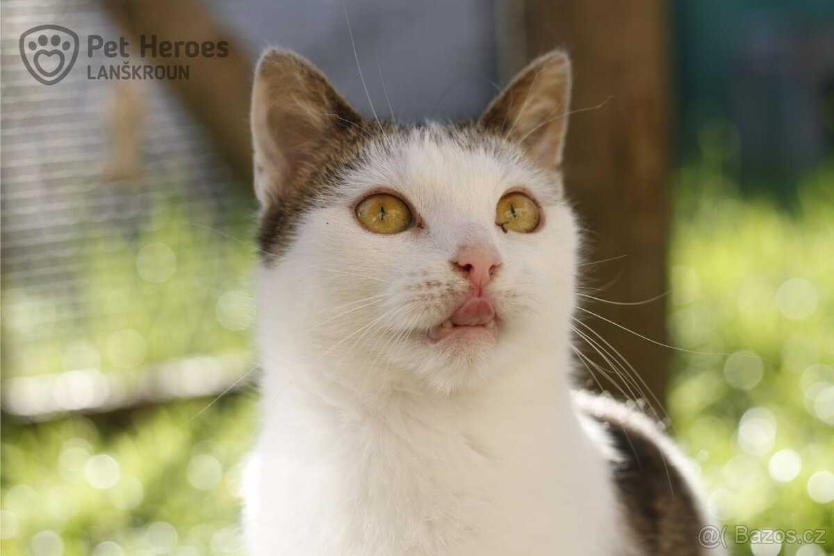 Shrek ❤ roztomilé kotě ❤ - 2