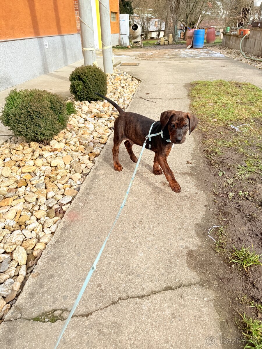 Labrador x Stafford - 2