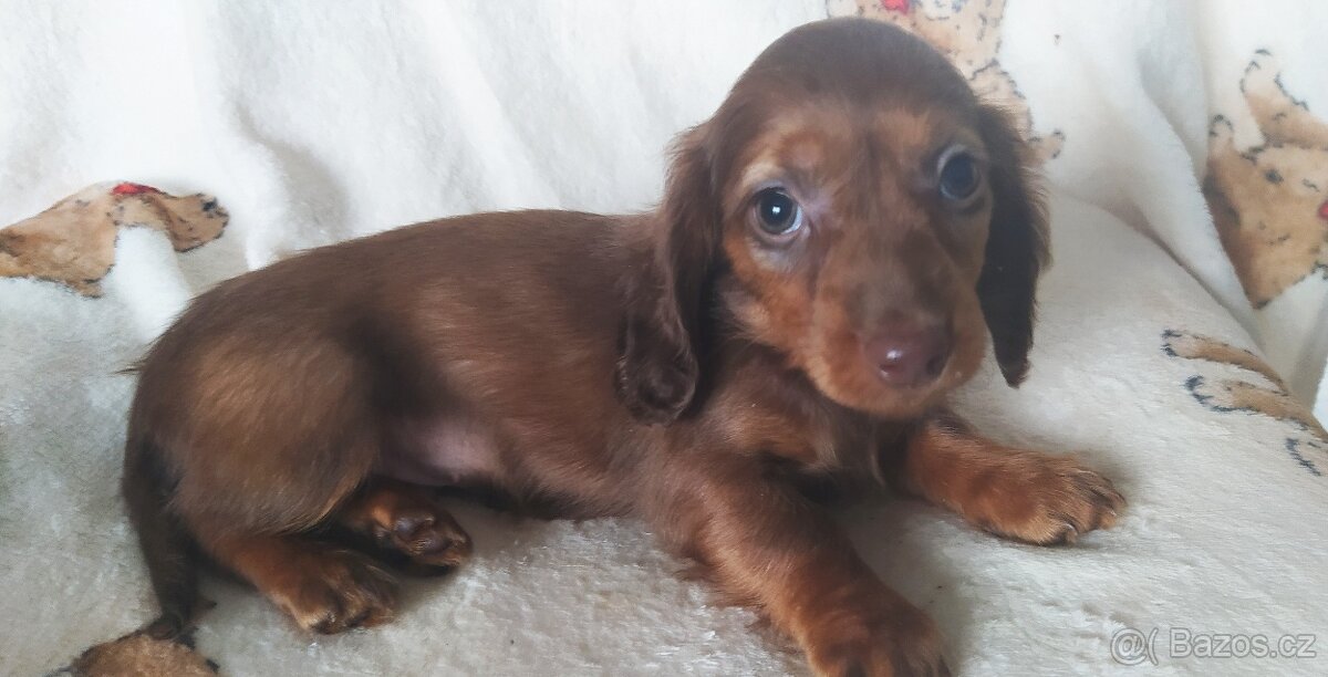 Jezevčík trpasličí dlouhosrstý - 2