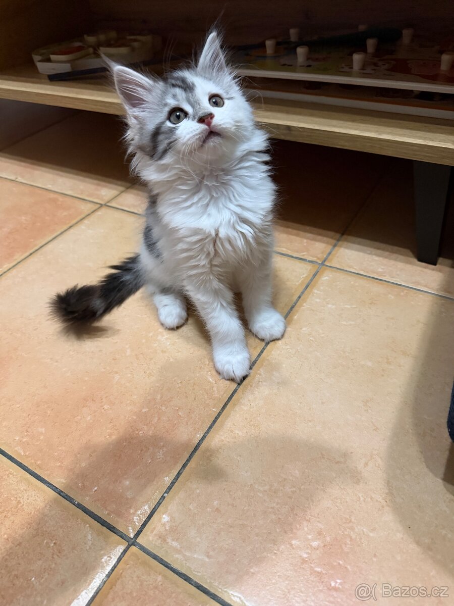 Mainská mývalí koťátka - 2