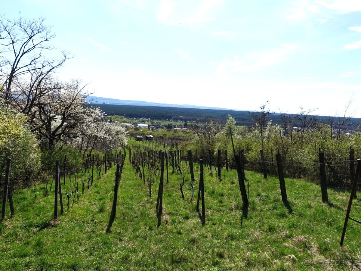 Prodej vinohradu 4114 m², Bzenec - 2